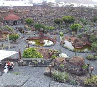 Manrique überall-Kaktusgarten