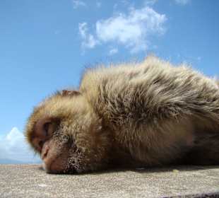 Die Bergaffen von Gibraltar