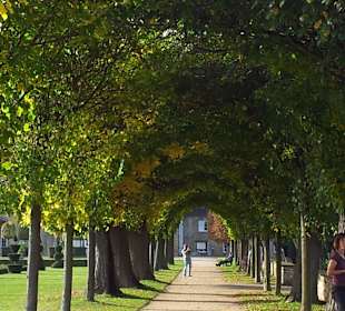 Allee im Barockgarten