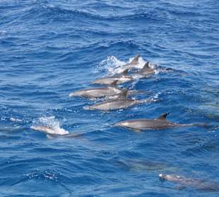 Dolphins at the Dolphin House