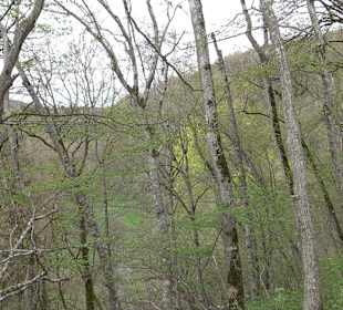 Burgfelsenpfad