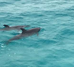 Delphin Tour