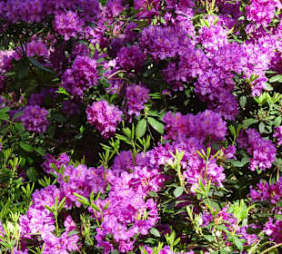 Hauptblüte im Rhododendronpark Bremen