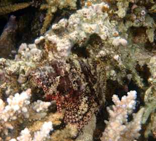 Schnorcheln Makadi Bay