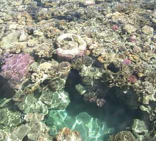 Wunderschönes Korallenriff