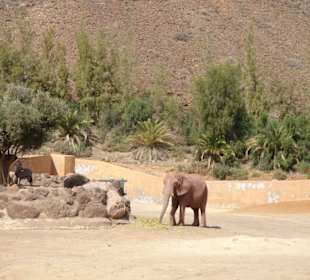 Elefant