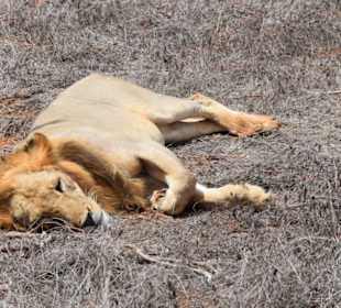 Tsavo East