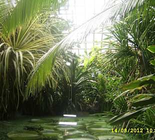 Palmiarnia w Poznaniu.