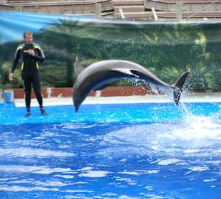 In der Delphinshow