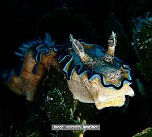Nudibranch