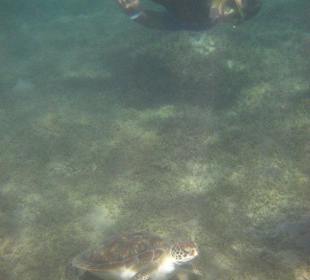 Schildköte in unserer Lagune