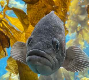Monterey Bay Aquarium