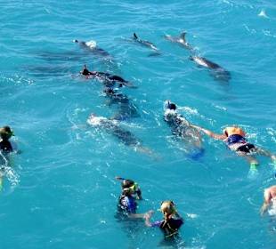 Schwimmen mit Delfinen