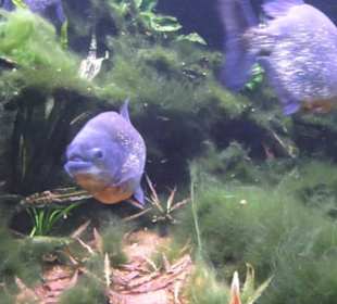 Botanischer Garten der Universität Zürich