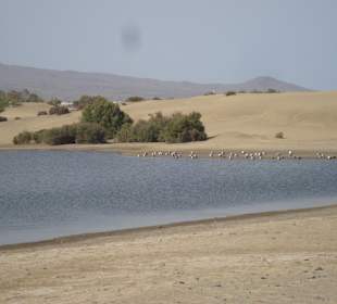 Dünen von Maspalomas