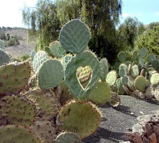 Kakteen-Anlage