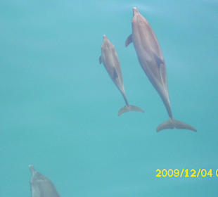 Wenn ein Bild sprechen Könnte.