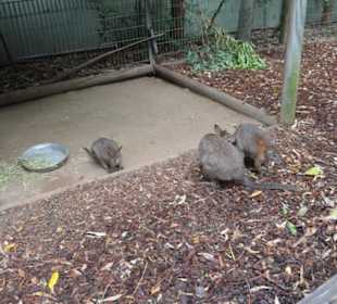 Feather Dale Wildlife Park