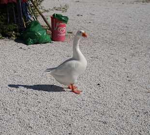Strand Georgioupolis