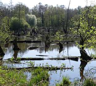 Sah fast aus wie ein Torfmoor