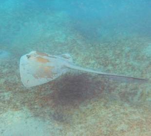 Federschwanz-Stechrochen 1,8m