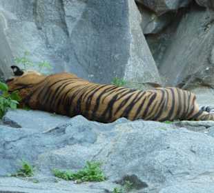 Sumatratiger