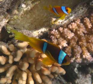 Rotmeeranemonenfisch am Hausriff