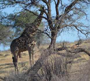 Bei unseren 1. Safari