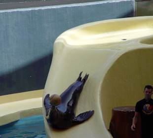 Loro Park Seelöwen Show