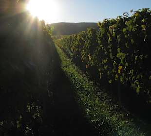 Wandern Bad Dürkheim