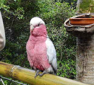 Rosa Kakadu in der Vogelvoliere