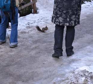 Freilichtmuseum Skansen