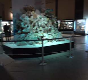 Museum der Naturkunde