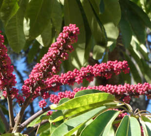 Taoro-Park – alles blüht