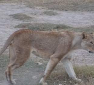 Mama Simba