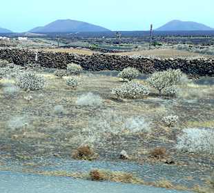 Inselrundfahrt AIDA Tagestour