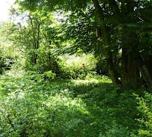 Großvoliere mit Vögeln