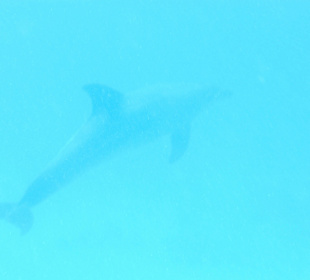 Delfine beim Schnorcheln