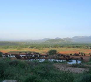 Blick auf die Wasserstelle der Kilaguni-Lodge