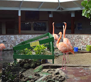 Flamingos