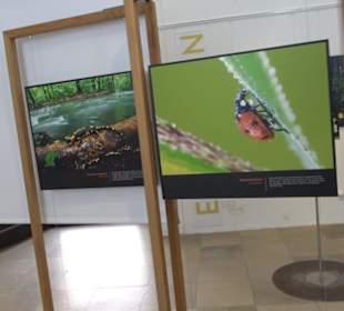 Museum für Ur- und Frühgeschichte