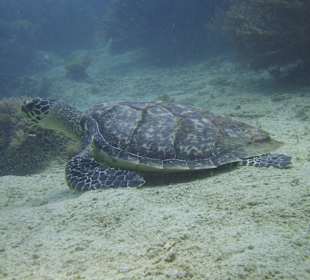 Hotel Sandies Mapenzi Beach
