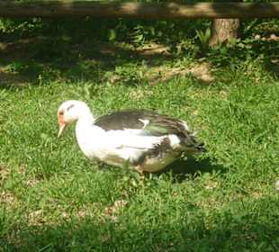 Zwierzęta w zagrodach