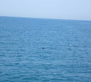 Delfine bei der Bootstour vom 11.09.11