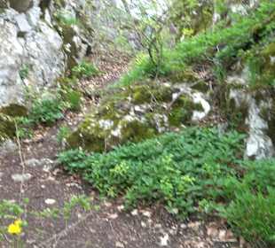 Eiszeitpfad - Burgfelsenpfad