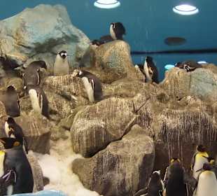 Loro Parc,Gran Canaria