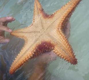 Faszinierend große Seesterne in freier Natur