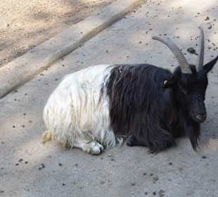 WildparkImpression September 2013