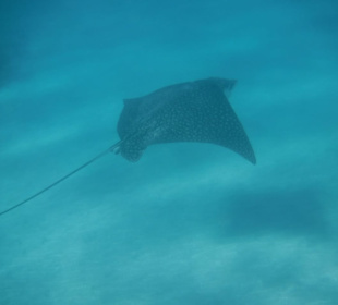 Adlerrochen am hauseigenen Riff