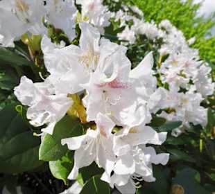Rundgang durch den Rhododendronpark Verden